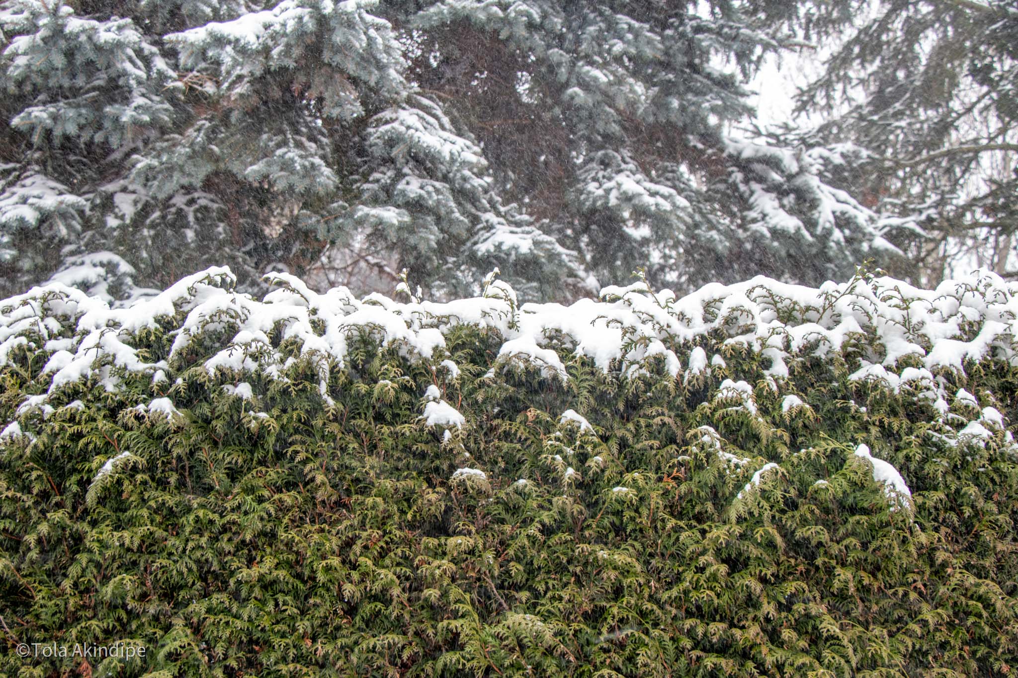 Snow hedge in Braunschweig, Germany